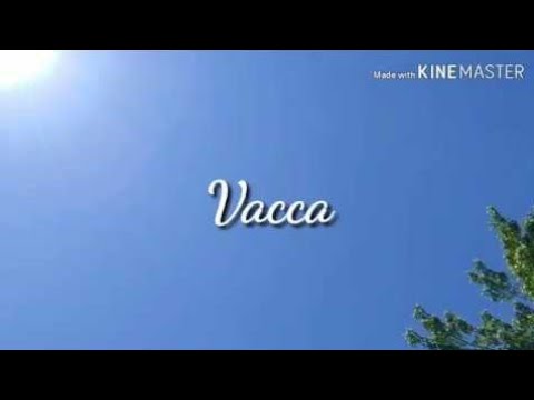 Vacca MV (Official Video)