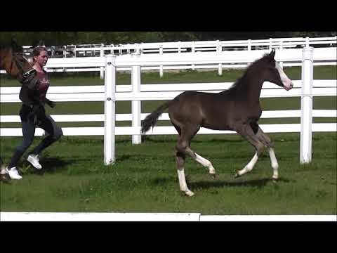 PAV GLOW DR H. v. PHW'S Grandios - Talismann