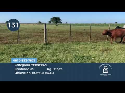 Lote HEMBRAS- Castelli Bs As