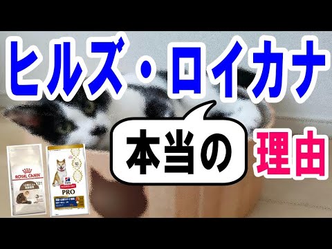 園芸 猫の食事