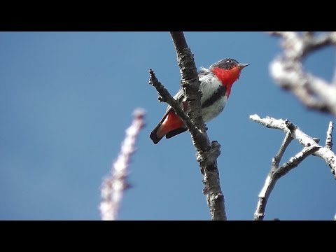 Bobuliar imelový (Dicaeum hirundinaceum) — spev a hlas v prírode