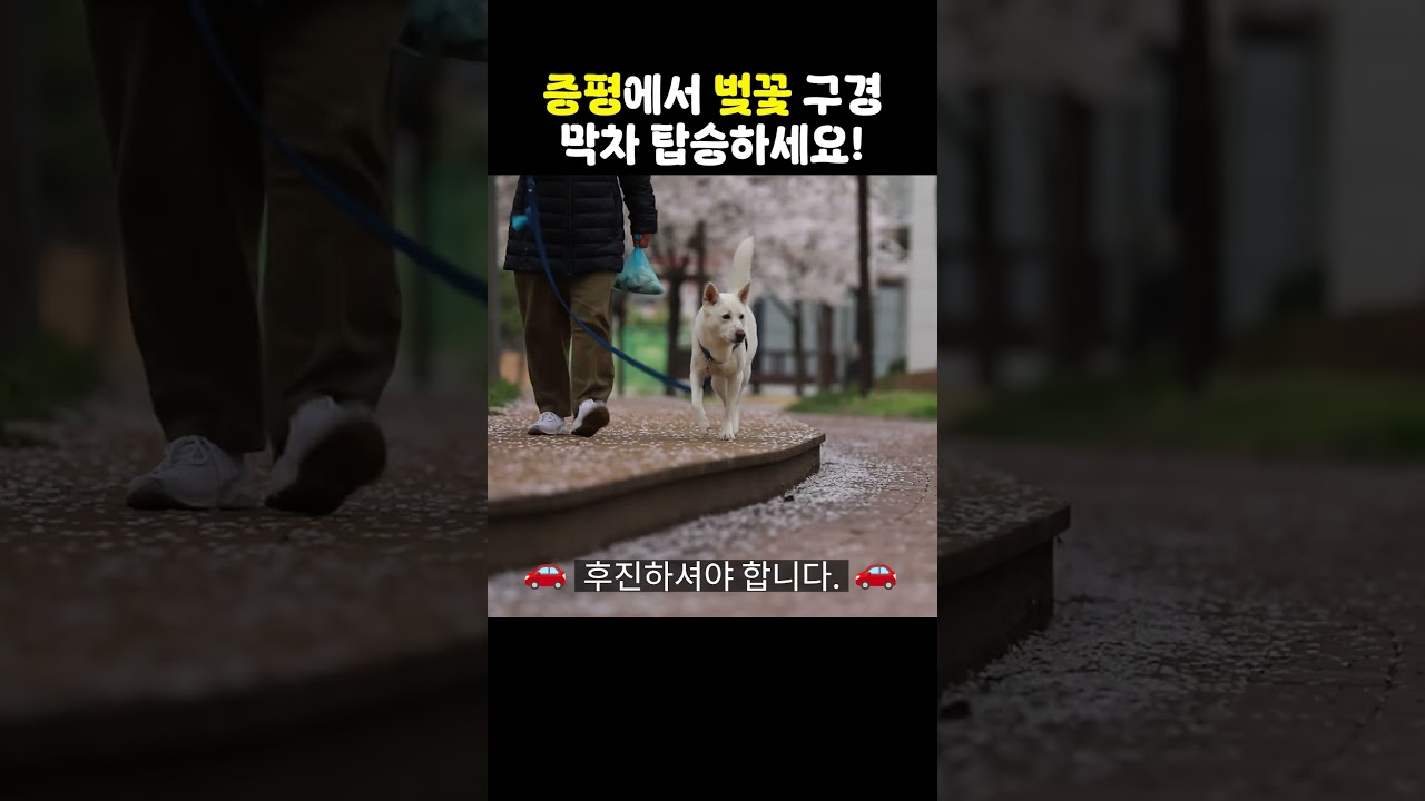 벚꽃🌸 구경📷 막차🚗 탑승수속🎟️ 합니다.