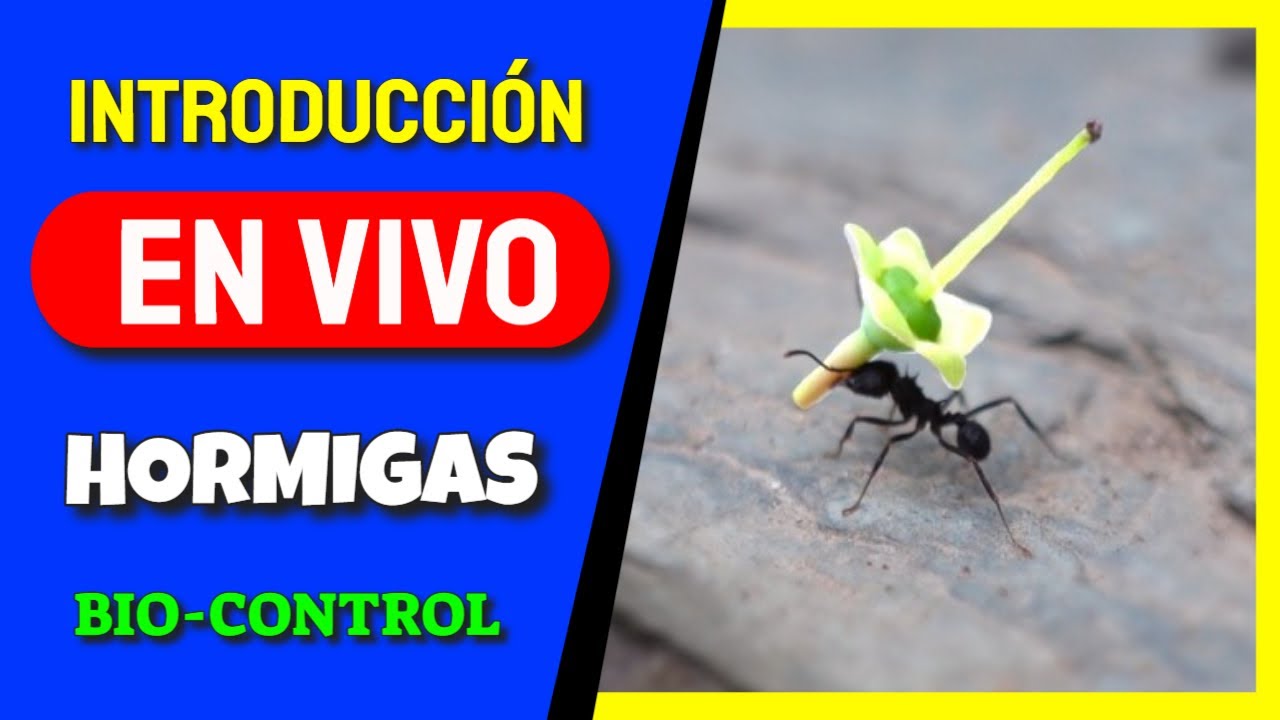 Control Biológico de Hormigas: Cómo Proteger tu Huerta de Estos Insectos Indeseables