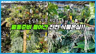 온실에서 키우는 식물 40종 투어!! 겨울 월동준비에 들어간 식물들 근황!!