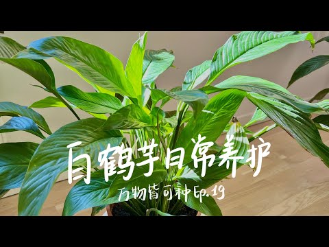 白鶴芋花語