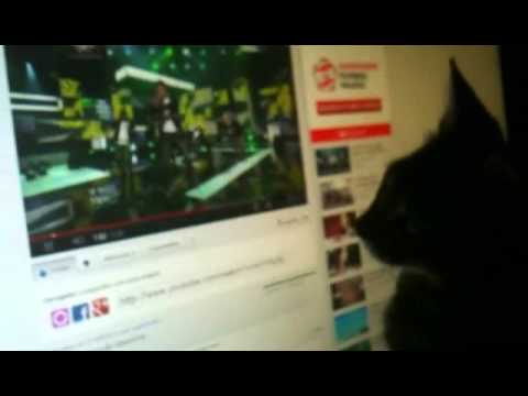 My Cat watching M.I.B (Only Hard For Me) Stage Show XD