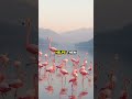 The Graceful Flamingo: Nature's Balancing Act 🦩✨