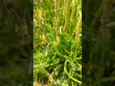 Strandwegerich (Plantago maritima): Erkennungsmerkmale & Lebensraum Salzwiese