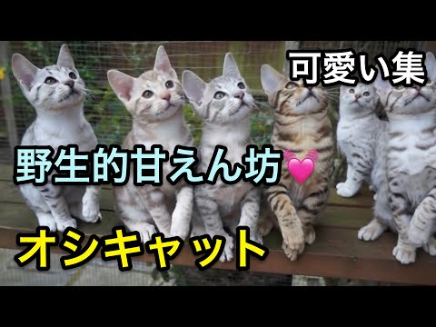 オシキャット猫