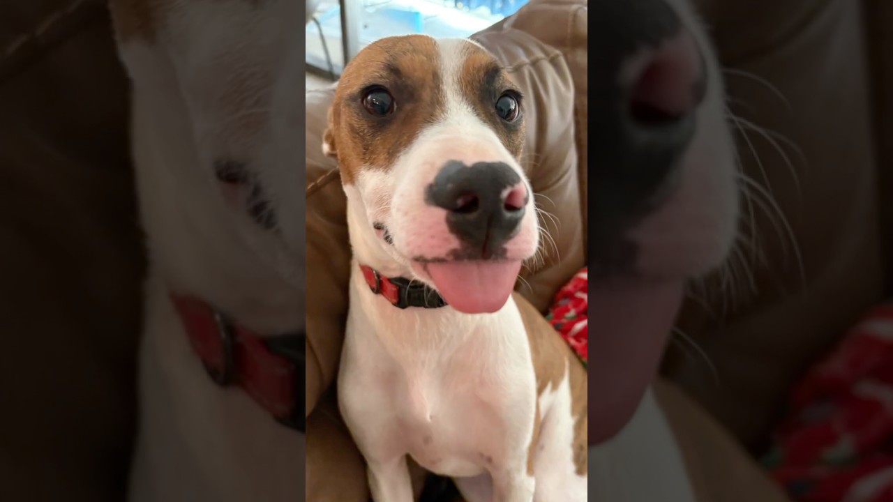 Enlarge CLOVER, a Adoptable mixed breed in Chandler, AZ video 4/4