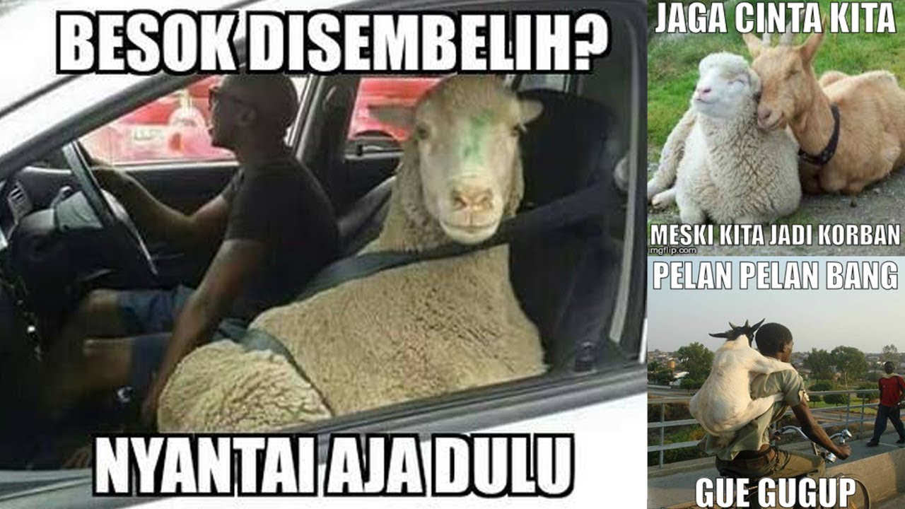 Kumpulan Meme Lucu Hewan Bahasa Jawa Kumpulan Gambar Dp Bbm