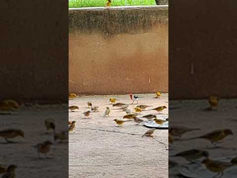 Galo de capina , presença raríssima na região, Vila Boa Goiás.