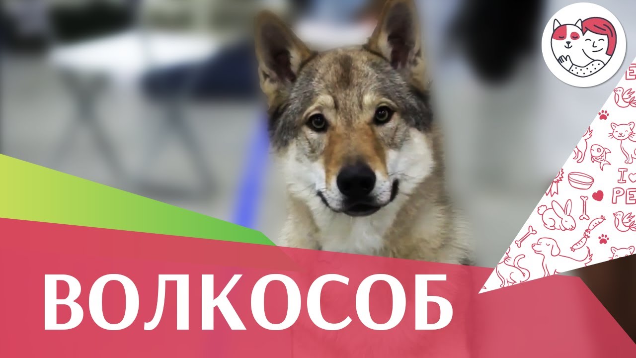 Чехословаткая волчья собака на Евразии 17 ilikepet
