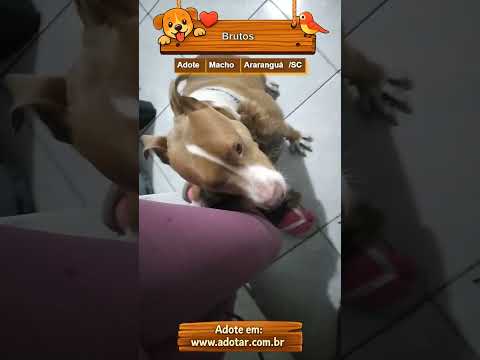 Vídeo de Brutos