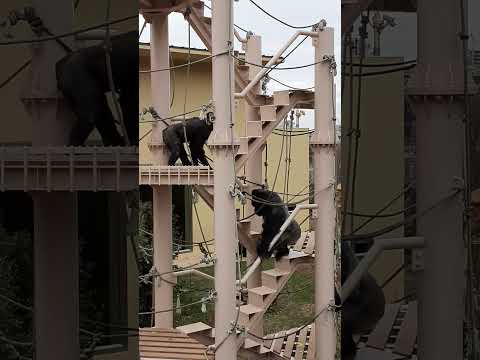 フォワ・シャバニー・マリー症候群