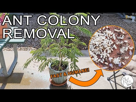 How to Remove Ants from Your Potted Plants - Humanely