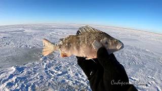 Ловля крупного окуня в озере чаны