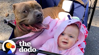 Pittie Who Was Flat As a Pancake Now She Loves to Chase Around Her Baby Sister | The Dodo by The Dodo