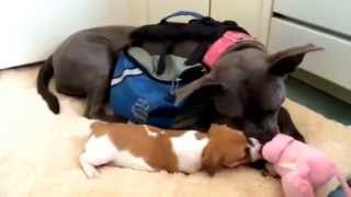 Playful Pup with Pit