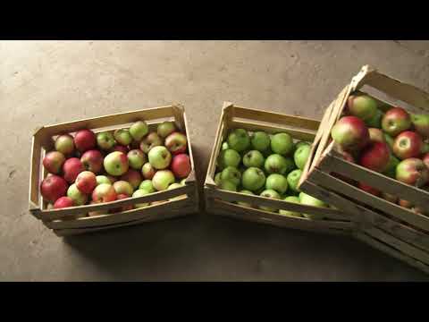 Reč struke ep. 158 01.03.2018. - Novi trendovi u voćarstvu