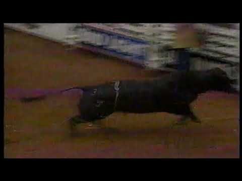 Adriano Moraes vs Witch Doctor - 97 PBR Odessa (90.5 pts)