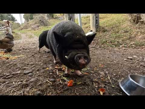 Einblicke in einen Tag auf der Tierschutzstelle beim Felsentor