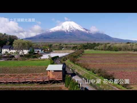 山中湖花の都公園(チューリップ)