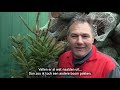 Kerstboom kopen? Hier moet je op letten!
