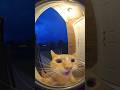 Whats that?😱 #cat #funny #viral #animals #sora2
