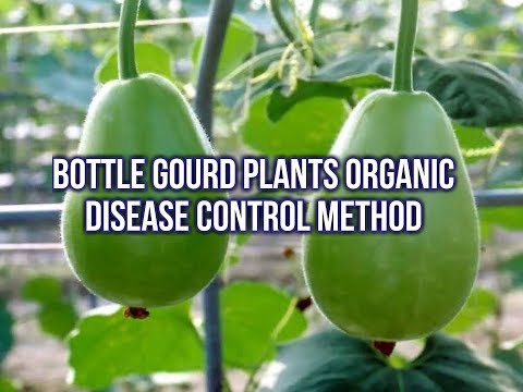 Bottle gourd disease and cure , gourd plant organic disease ...