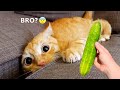 Funniest Animals 2023 😂😂 Best Cats and Dogs Videos 🐶😸 Part 11