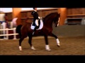 Don Quichot - BWP Cavallo da Sangue Belgio 2000 ,  QUITE EASY