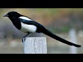 Black-billed magpie call, Black-billed magpie singing [HD black-billed magpie sound]