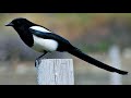 Black Billed Magpie Call Black Billed Magpie Singing HD Black Billed Magpie Sound