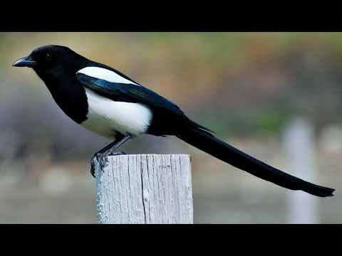 Straka americká (Pica hudsonia) — spev a hlas v prírode