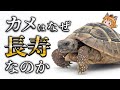 Anti Aging Why Do Turtles Live So Long The Amazing Abilities Of Turtles That Never Age