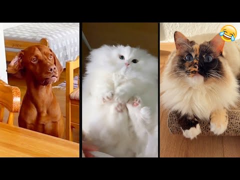Funny ANIMALS videos 😂 Funniest CATS😺 and DOGS🐶 2025 , part23