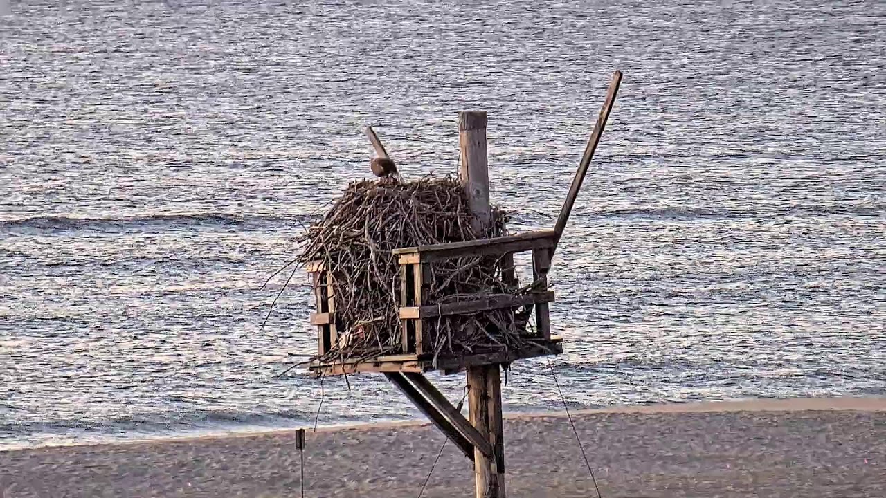 Live webcam view of Osprey Nest Cam on the Coast