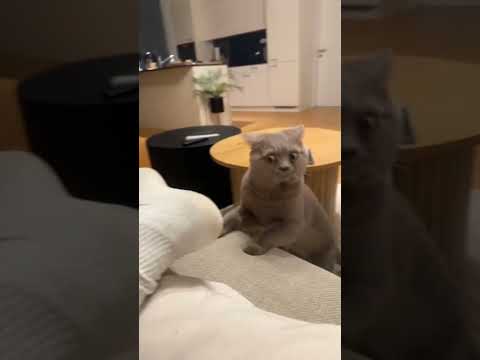 Cat Has Hilarious Reaction to Socks 😂 #shorts