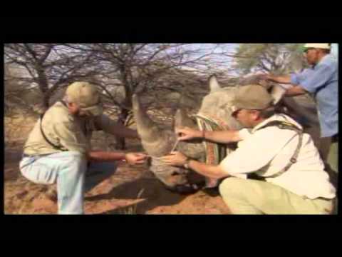 This is a sizzle piece and compilation of a full season of "SCI's Expedition Safari". A high-end hun