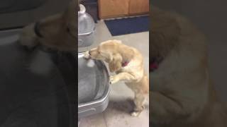 Puppy gets drink from water fountain