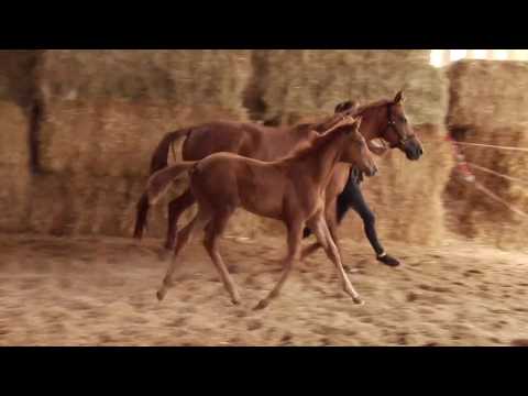 Goldregen von Mount Etna xx