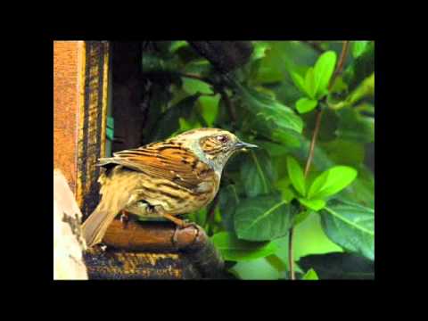 download lagu mp3 mp4 Casse Noix Mouchet, download lagu Casse Noix Mouchet gratis, unduh video klip Casse Noix Mouchet