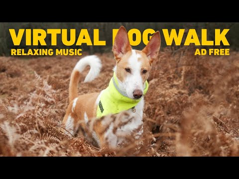 🔴 Dog TV for Dogs 🌲 Virtual Dog Walk in the Forest 🐕 Calming Nature Sounds & Relaxing Music