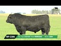 EPICO ANGUS NEGRO SEMEX CIAVT