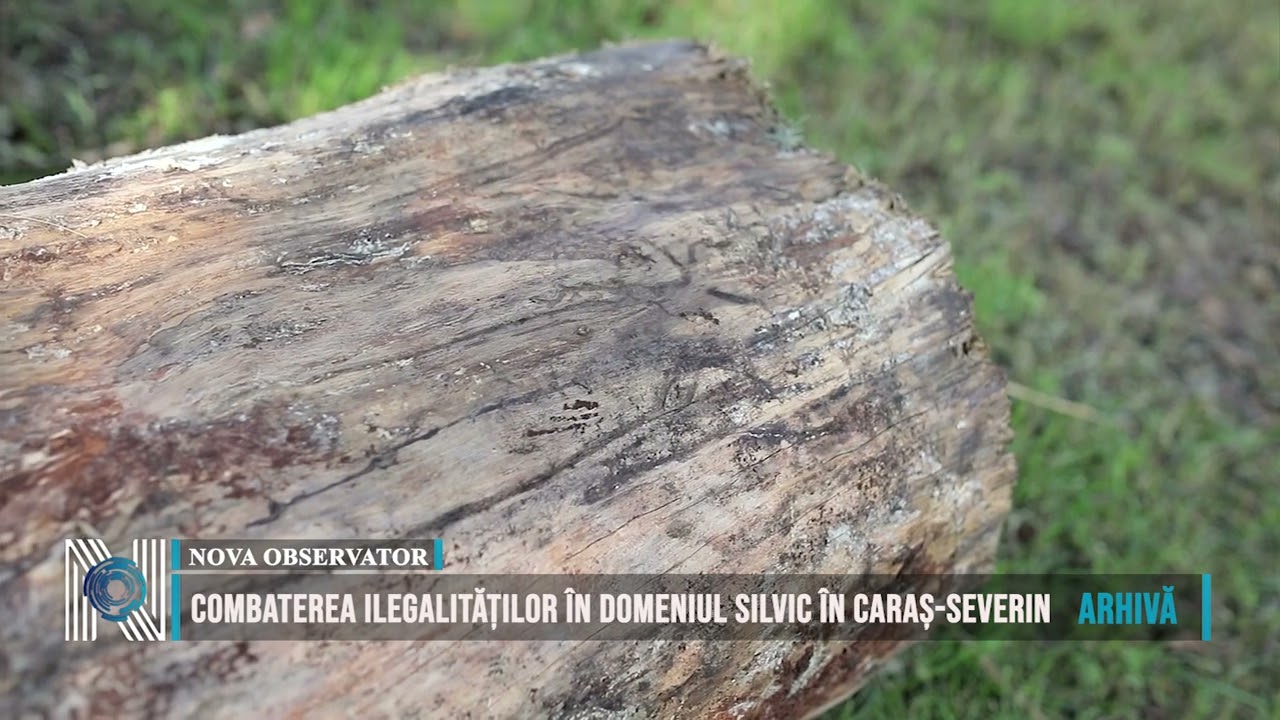 Combaterea ilegalităților în domeniul silvic în Caraș-Severin
