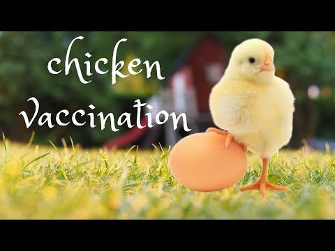 , title : 'Chicken Vaccination 💧 Εμβολιασμός Κοτόπουλου'