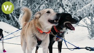 1,200 km through Lapland - With 14 Huskies in Europe's longest and toughest race