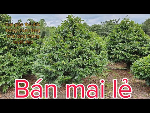 Bán mai vàng | sỉ & lẻ Sihp toàn quốc Đt zalo:0335367005 #10 #maivangtai