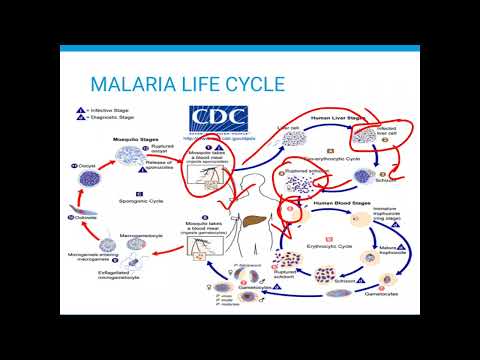 MALARIA LIFE CYCLE